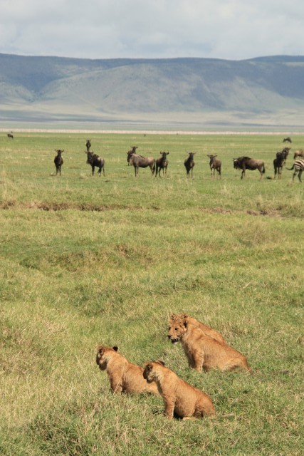 Cubs learning to hunt...