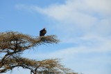 Serengeti NP