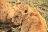 Lion cub