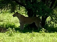 IMG_1468
