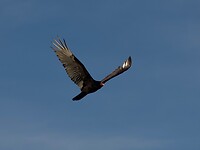 _CAL4920