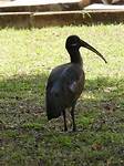 Nijl Ibis