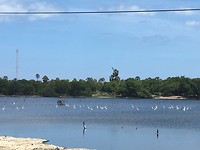 Vogels