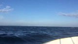 Dolfijnen spotten