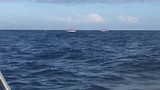 Dolfijn 🐳🐬