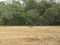 🦌🦌🦌