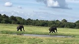 Zo jaag je een andere olifant weg