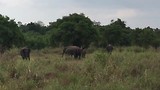 Rustig in het 🌳🌿🐘