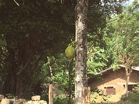 Jack fruit