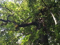 Nog meer Jack fruit