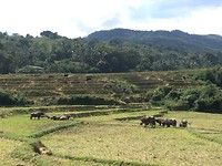 🍚 en 🐃