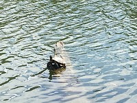 🐢 in het meer