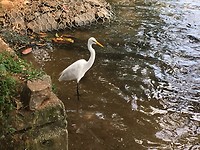 Vogels