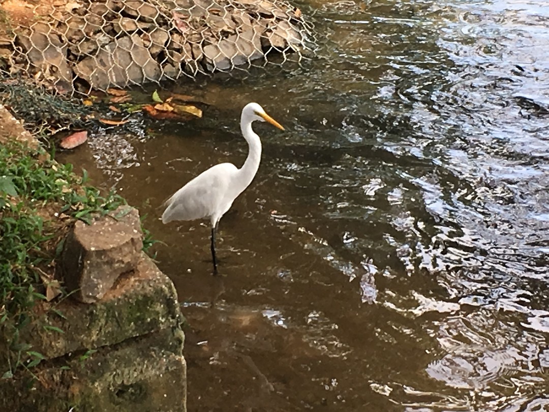Vogels