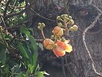 🌺🌺