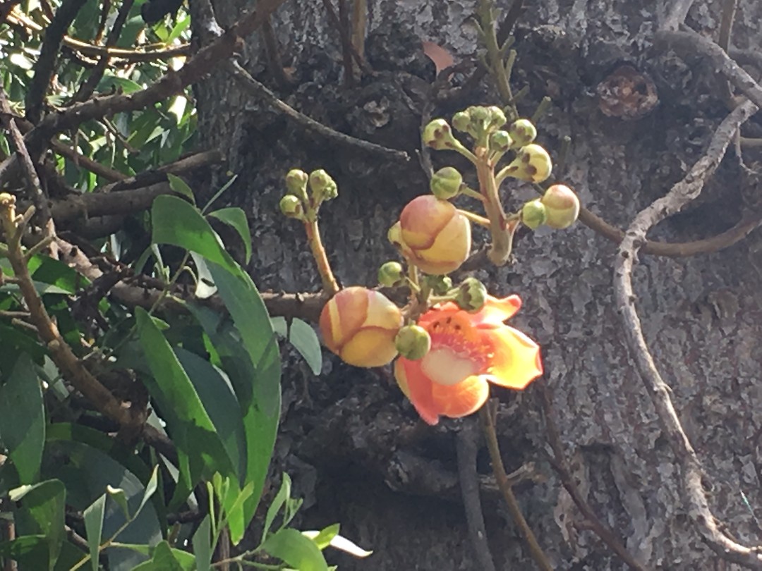 🌺🌺