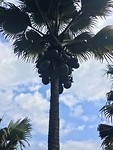 🌴🌴