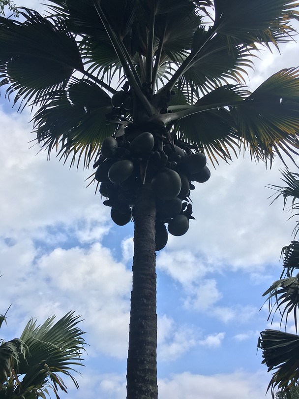 🌴🌴