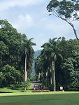 Palmbomenlaan