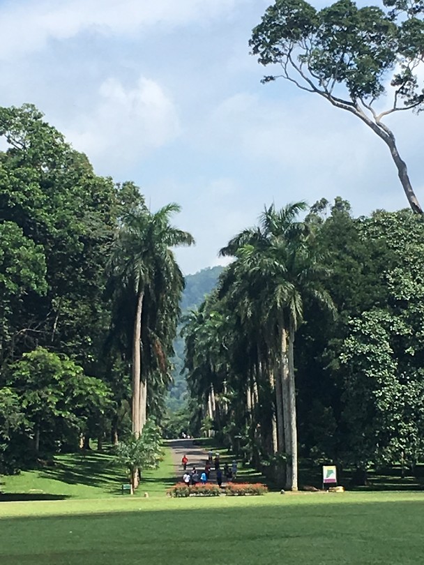 Palmbomenlaan