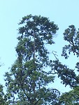 Vleermuizen