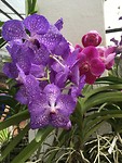 Orchidee