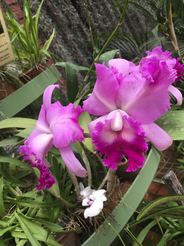 Orchidenen