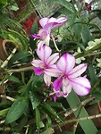 Roze πΈ