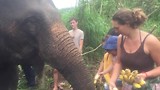 Bananen geven aan de Olifant