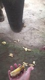 Olifant banaan