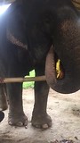 Olifant eet pompoen