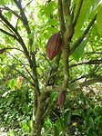 Cacaoboom