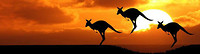 kangoeroes australie