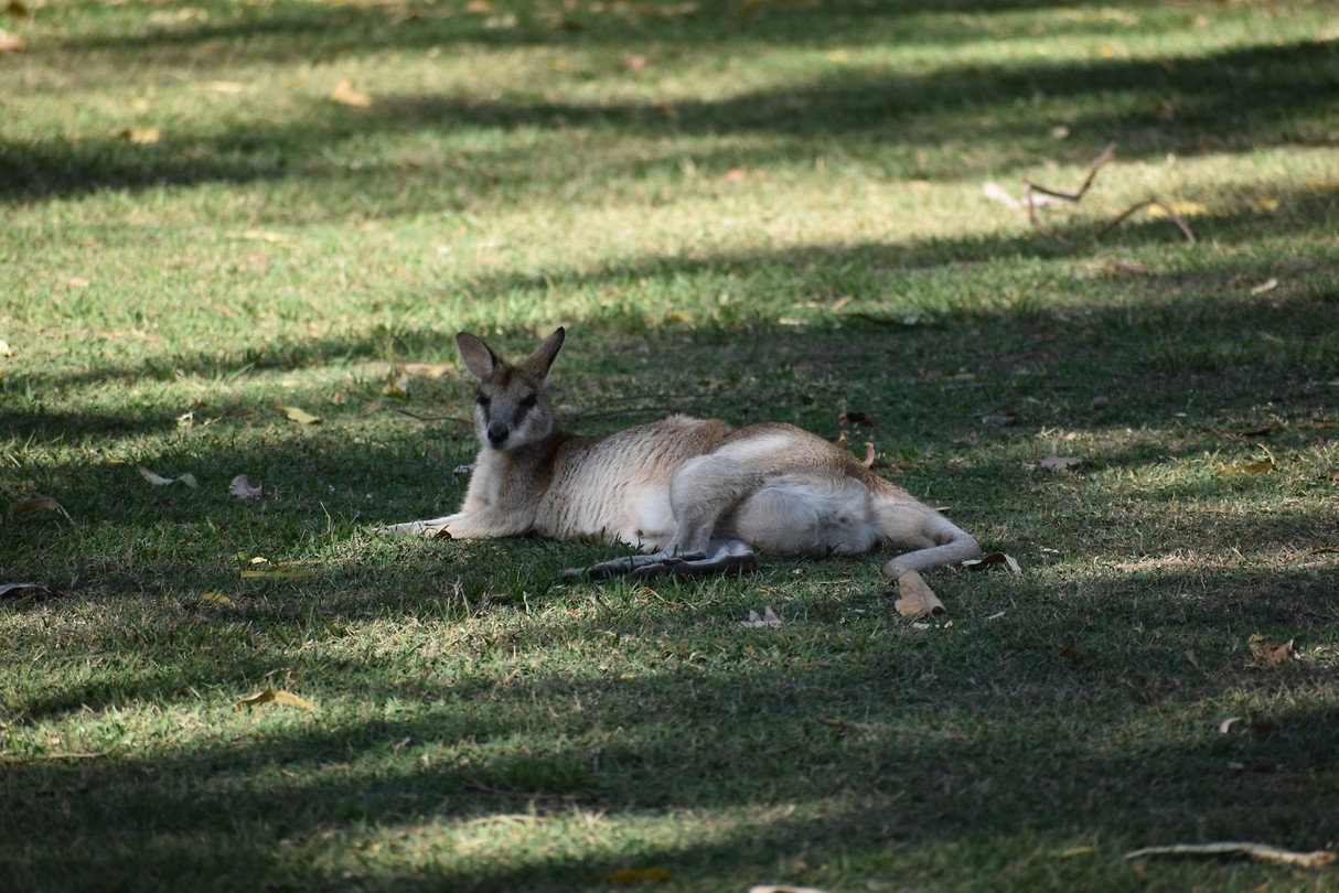 DSC_0495