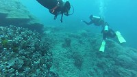 Duiken bij de Great Barrier Reef