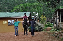 Paardentherapie