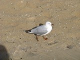 IMG_9205