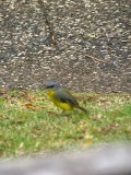 IMG_9521
