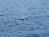 IMG_0008