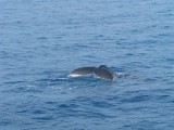 IMG_0014