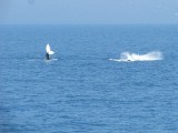 IMG_0074