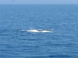 IMG_0098