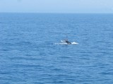 IMG_0101