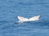 IMG_0128