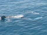 IMG_0139