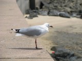 IMG_1441