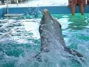 Ocean World (29 augustus 2006)12