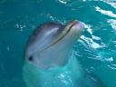Ocean World (29 augustus 2006)13