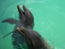 Ocean World (29 augustus 2006)14