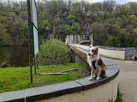 Trouw